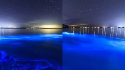 海岸惊现荧光海藻